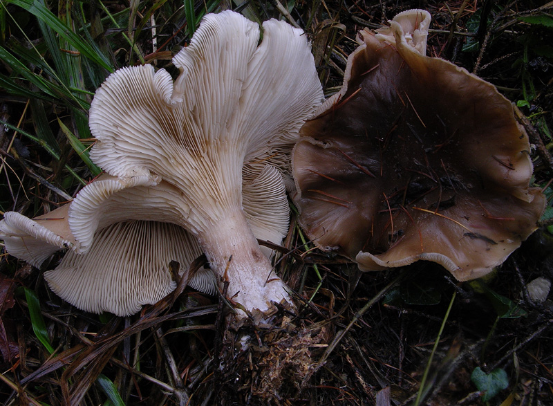 Atmosfere nel bosco......